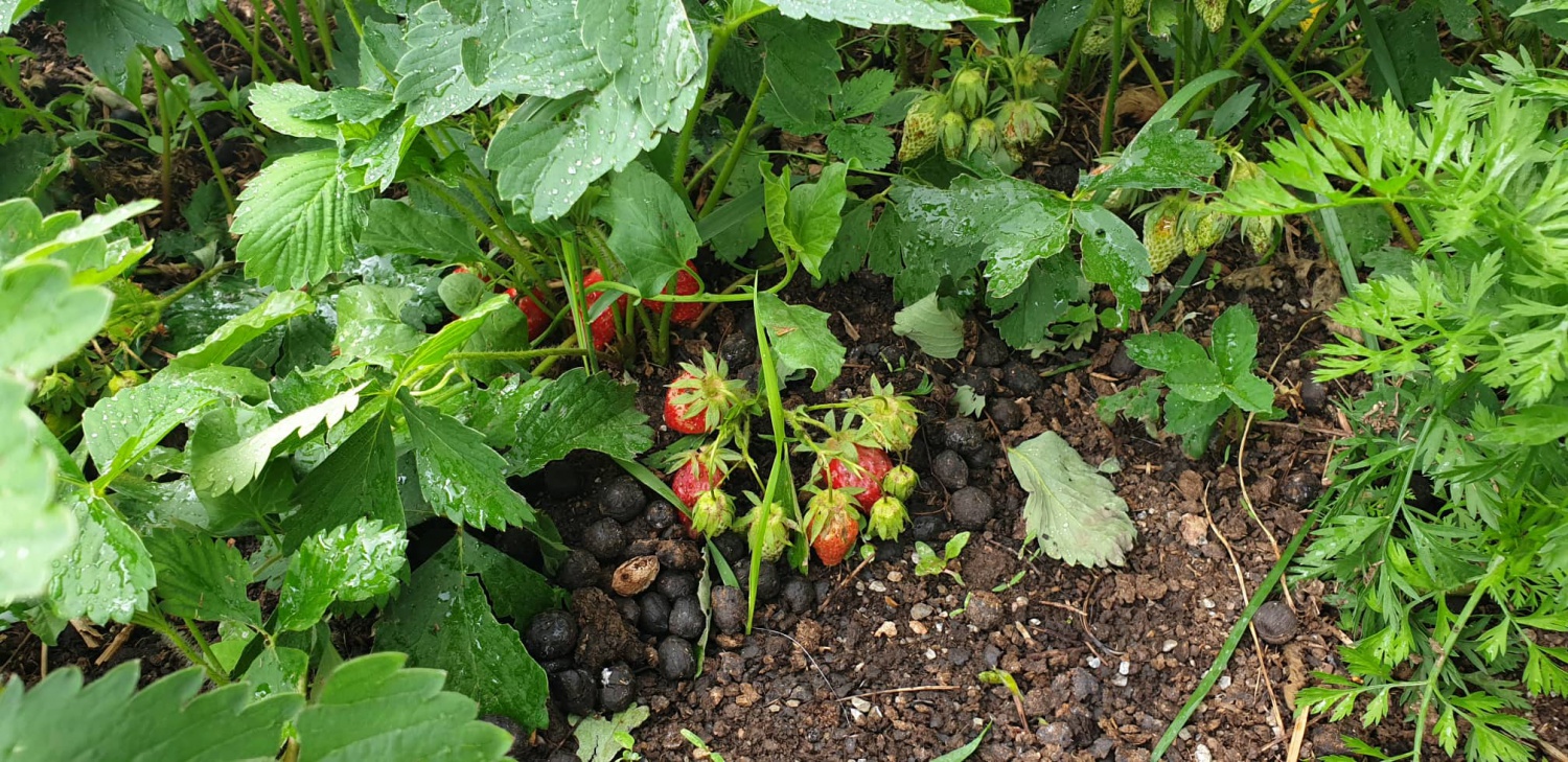 Gümüşhane’de çilek üretimi yaygınlaşıyor 12