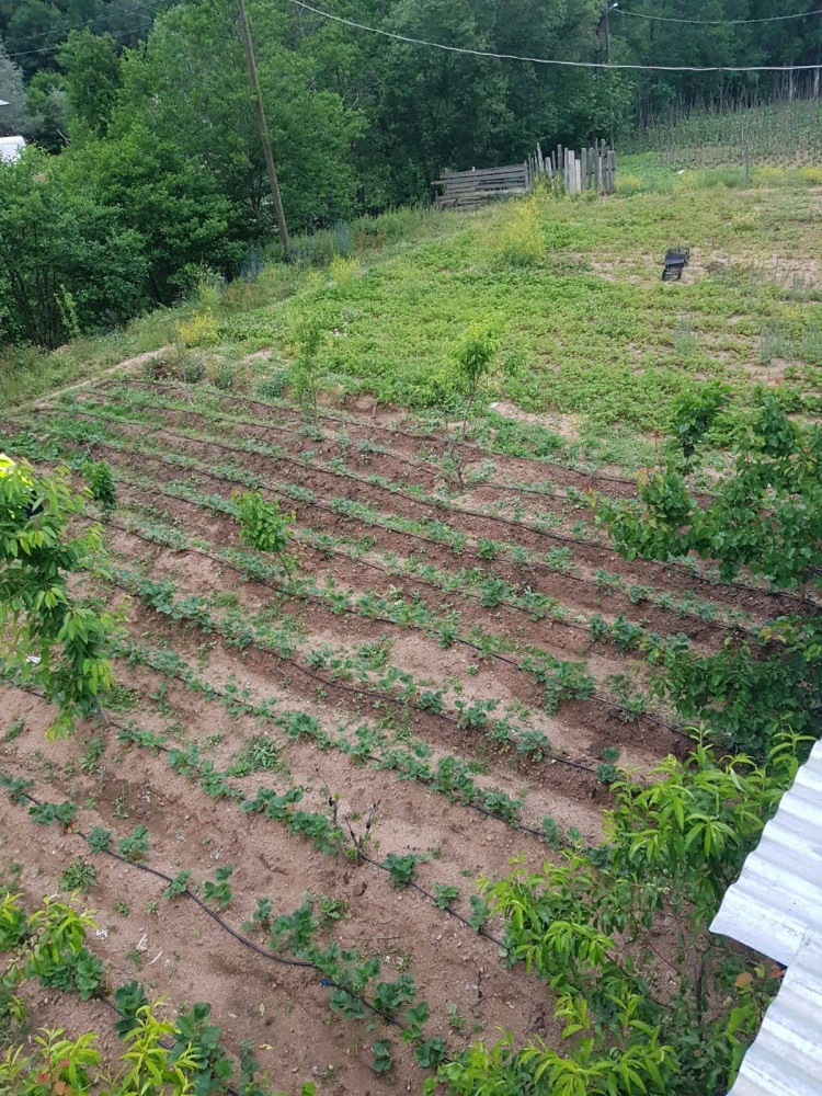 Gümüşhane’de çilek üretimi yaygınlaşıyor 5