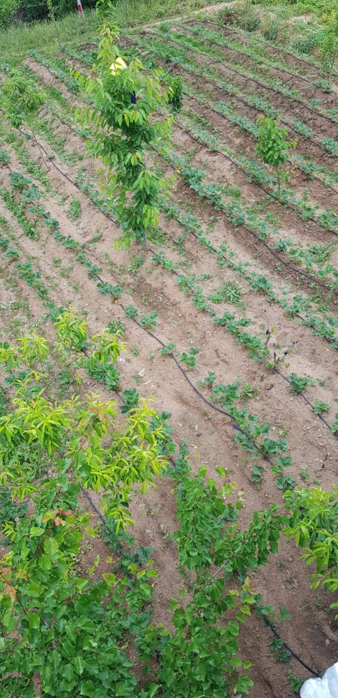 Gümüşhane’de çilek üretimi yaygınlaşıyor 14