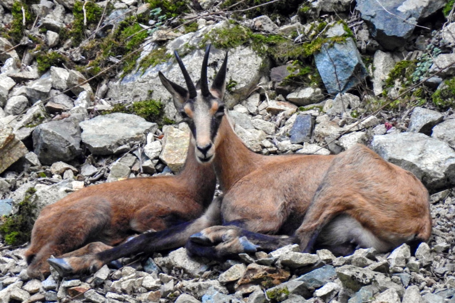 Çengel boynuzlu dağ keçileri Gümüşhane’yi mesken tuttu 4