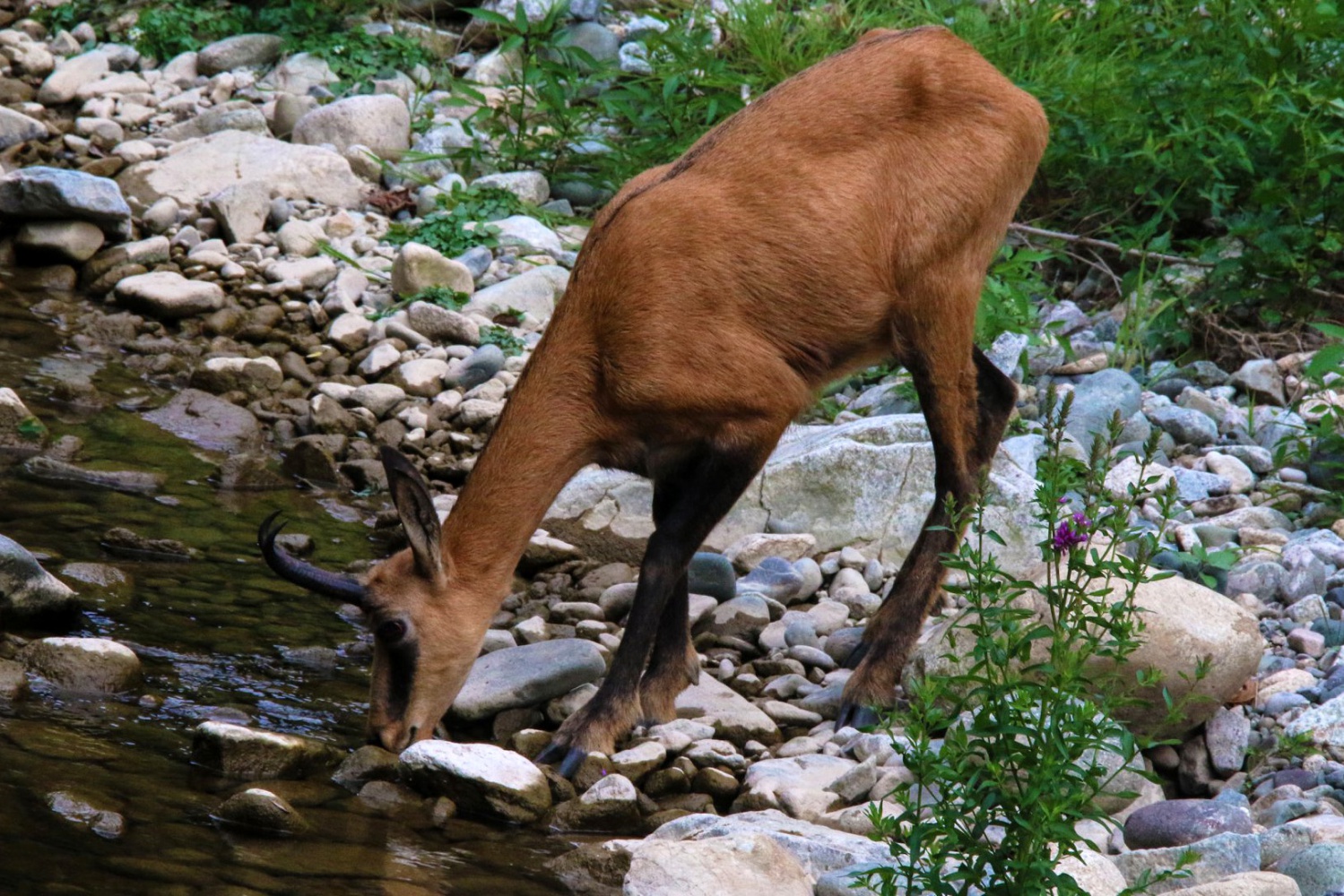 Çengel boynuzlu dağ keçileri Gümüşhane’yi mesken tuttu 2