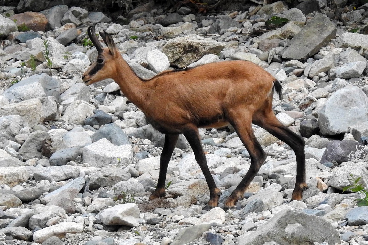 Çengel boynuzlu dağ keçileri Gümüşhane’yi mesken tuttu 1