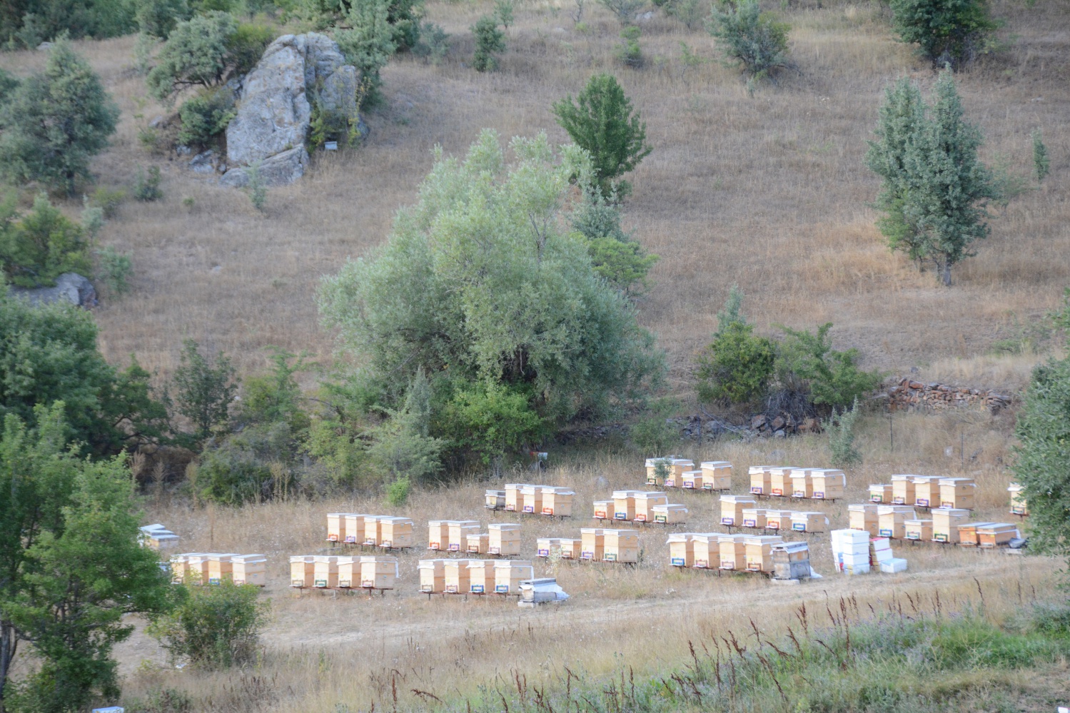 Gümüşhane’de bal verimi son 10 yılın en düşük seviyesinde 3