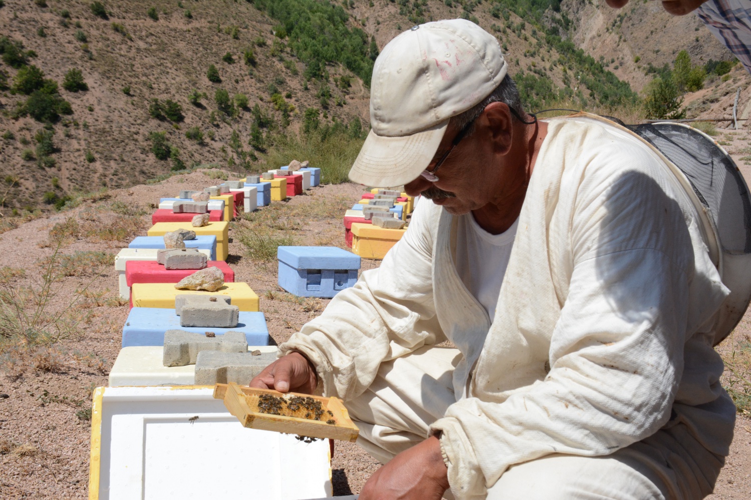 Gümüşhane’de bal verimi son 10 yılın en düşük seviyesinde 8