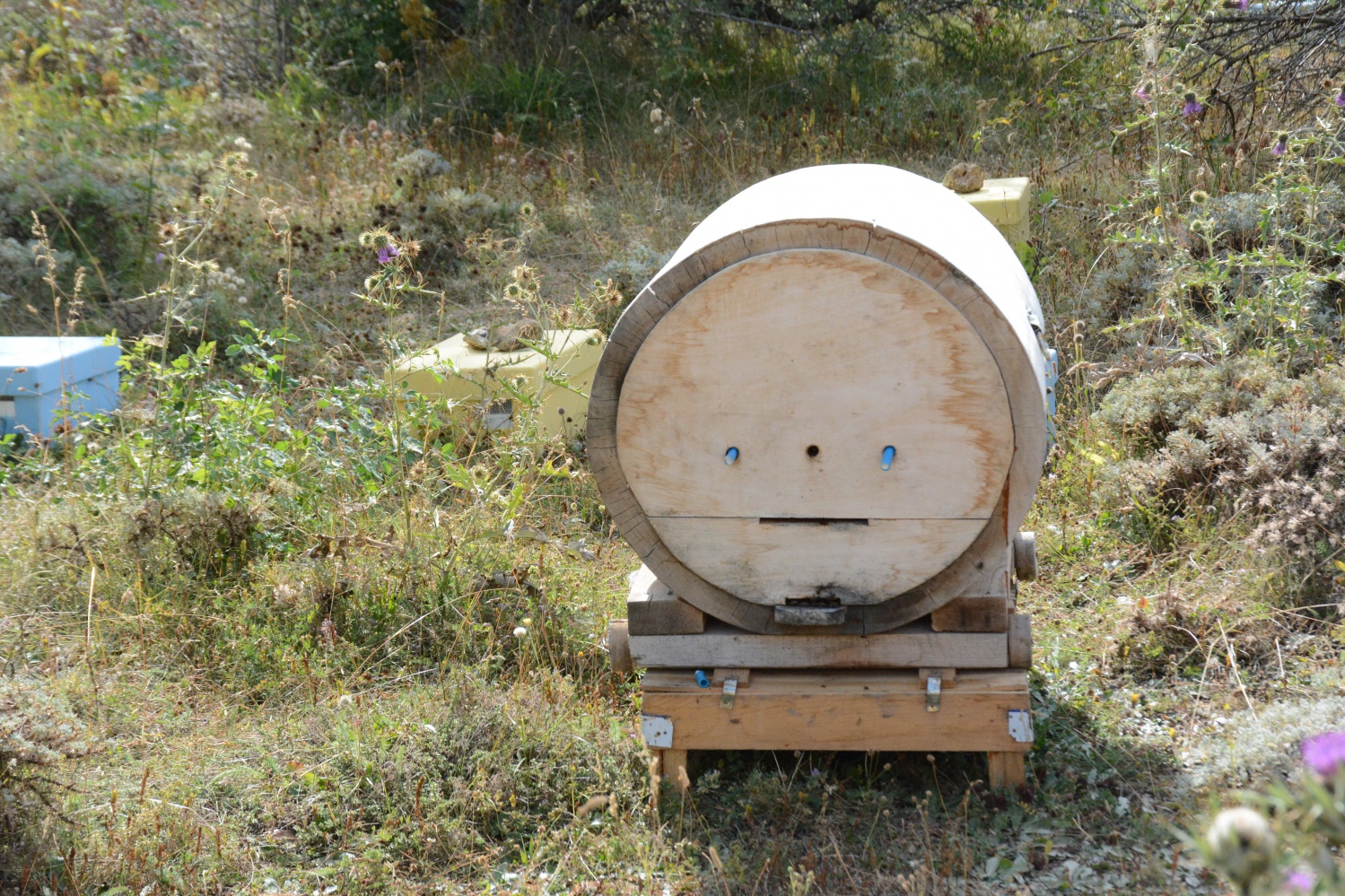 Gümüşhane’de bal verimi son 10 yılın en düşük seviyesinde 6