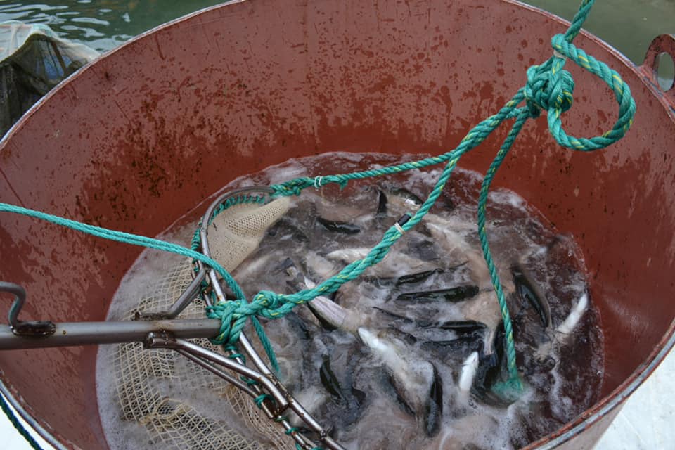 Kaymakam Karakaş, alabalık hasadına katıldı 4