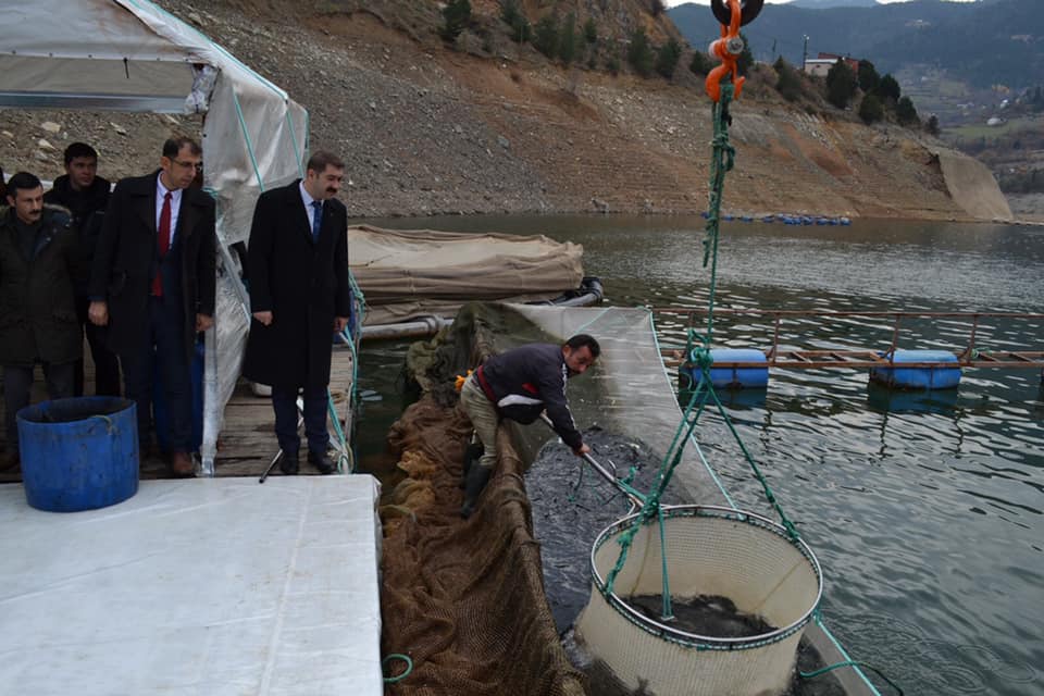 Kaymakam Karakaş, alabalık hasadına katıldı 6