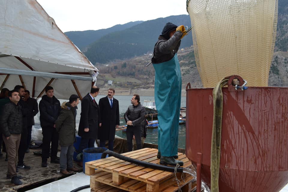 Kaymakam Karakaş, alabalık hasadına katıldı 1