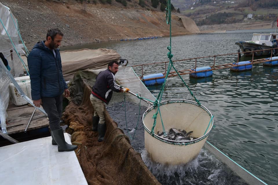 Kaymakam Karakaş, alabalık hasadına katıldı 5