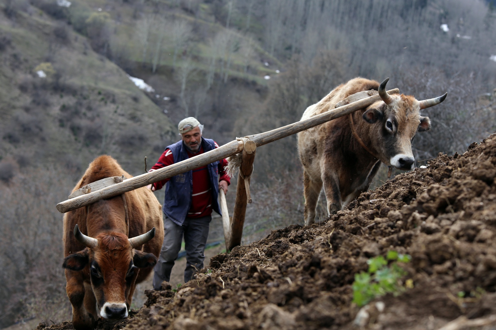 Zorlu şartlara rağmen karasaban ile üretime devam ediyorlar 2