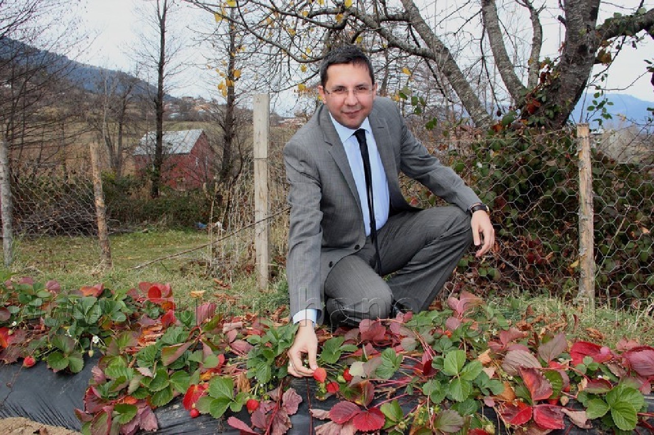 Kürtün'de Çilek Bereketi 1