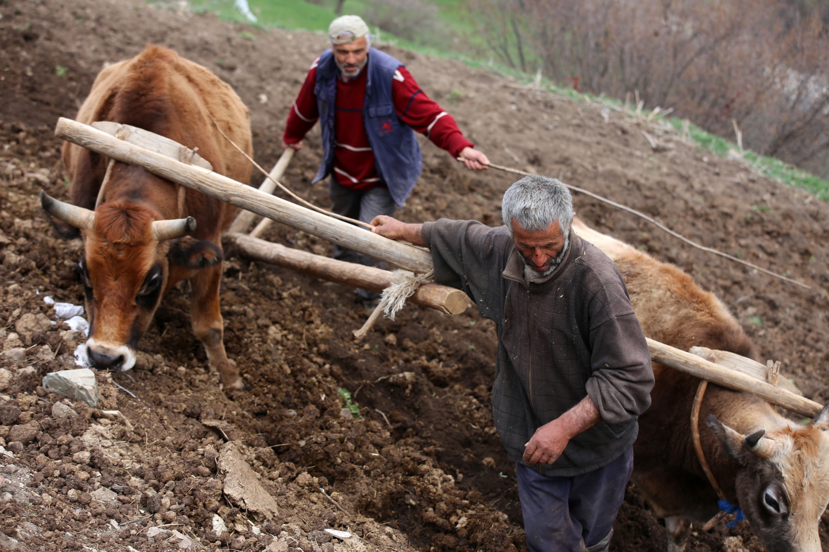 Zorlu şartlara rağmen karasaban ile üretime devam ediyorlar 14