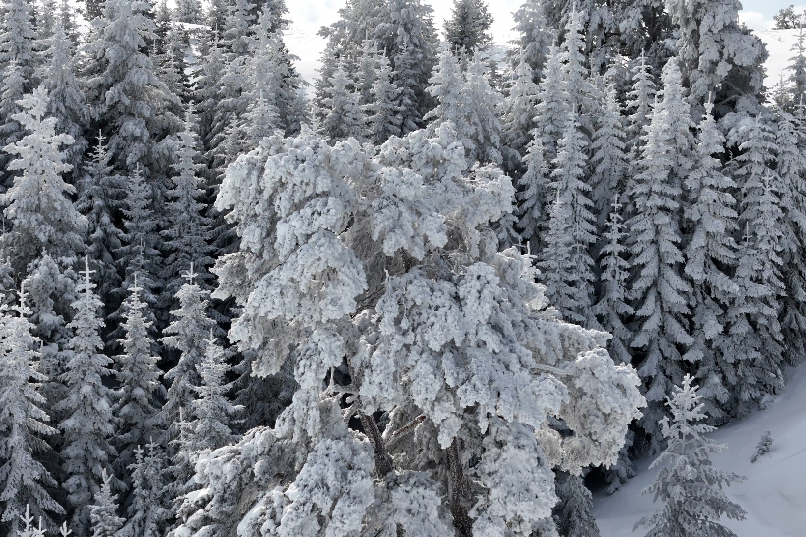 Gümüşhane'nin zirvelerinde kutupları aratmayan yürüyüş 58