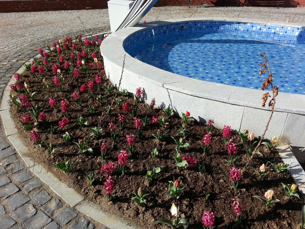 Gümüşhane'de Rengarenk Çiçeklerle Erken Bahar Havası 5