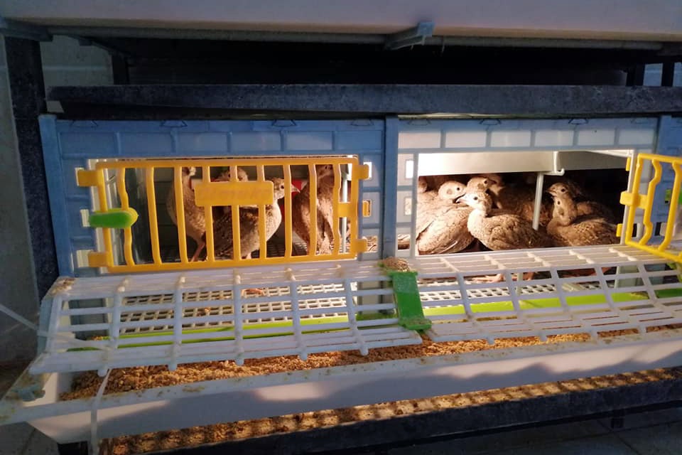 Kınalı keklikler yumurtadan çıktı 3