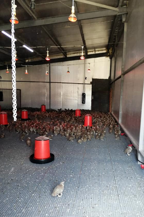 Kınalı keklikler yumurtadan çıktı 1