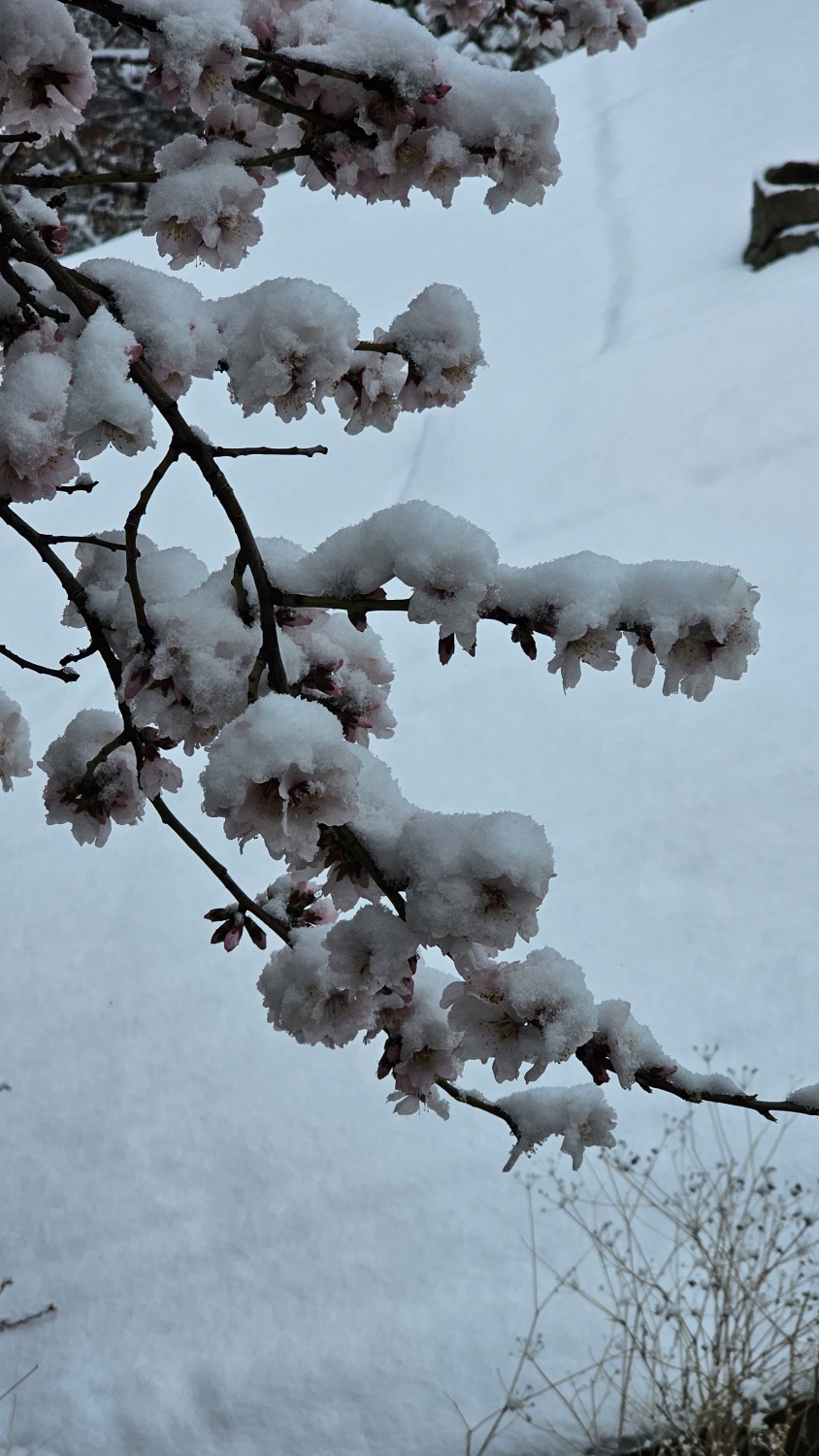 Gümüşhane’de Mart kapıdan baktırıyor 1