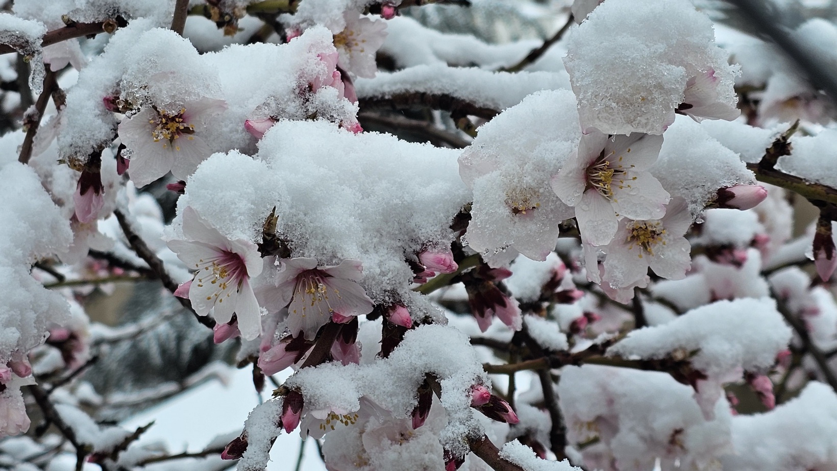 Gümüşhane’de Mart kapıdan baktırıyor 2