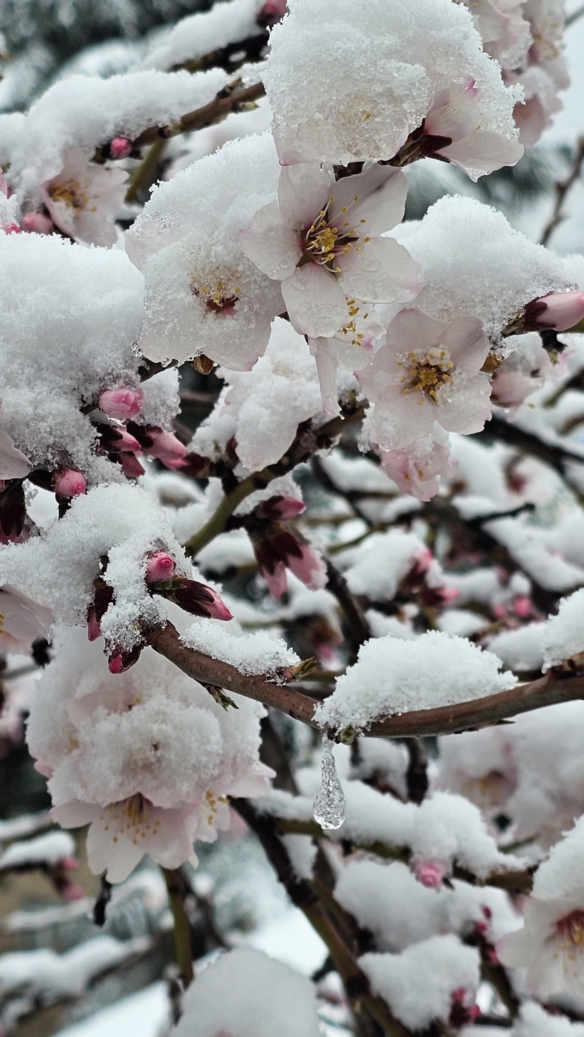 Gümüşhane’de Mart kapıdan baktırıyor 3
