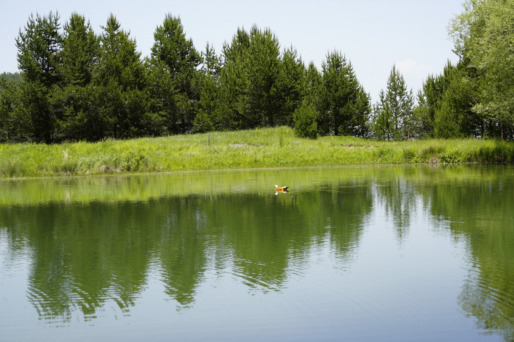 Altınpınar Limni Gölü el değmemiş doğasıyla hayran bırakıyor 7