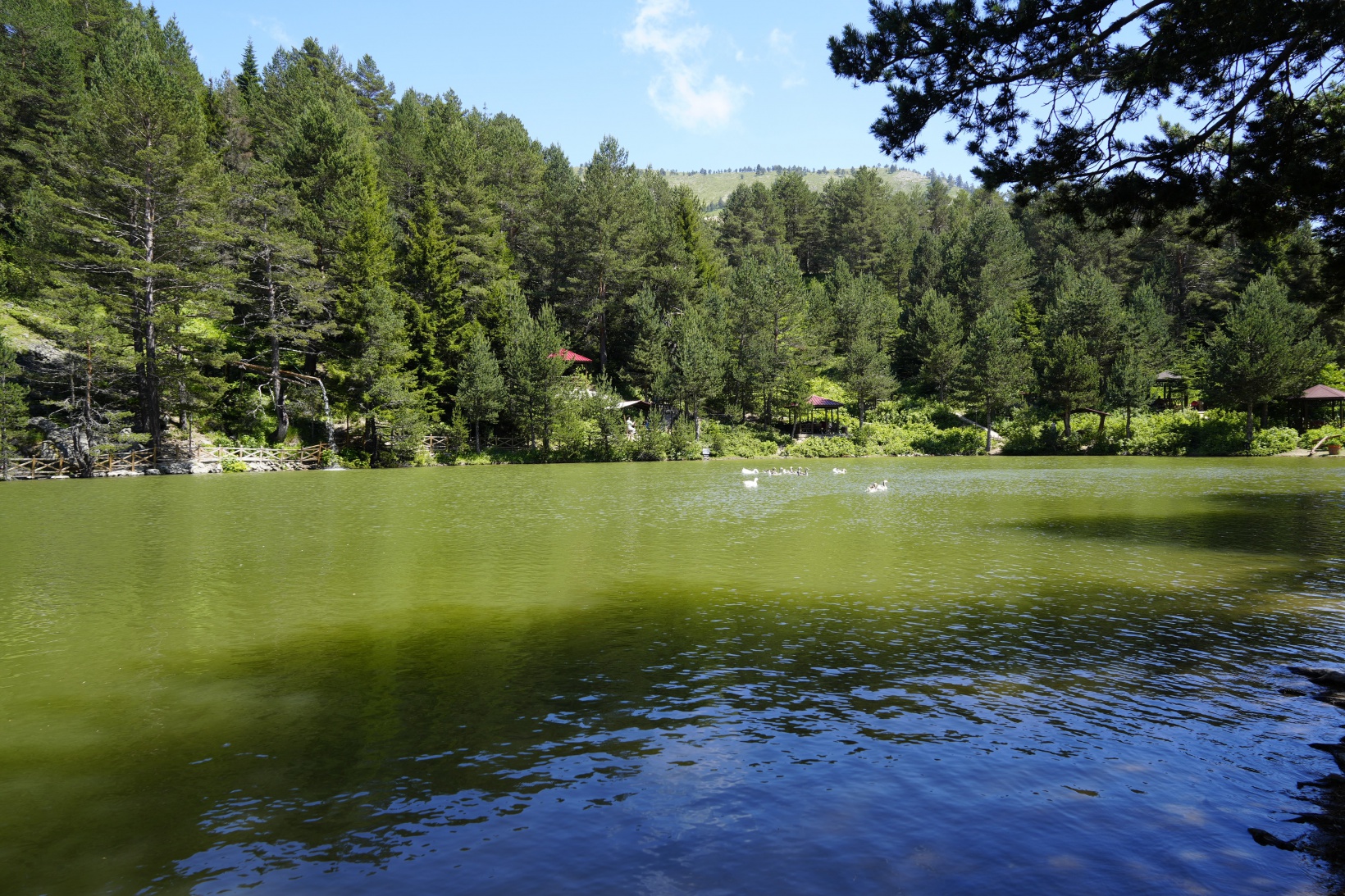 Zigana'nın serin sığınağı Limni Gölü ziyaretçilerini bekliyor 10