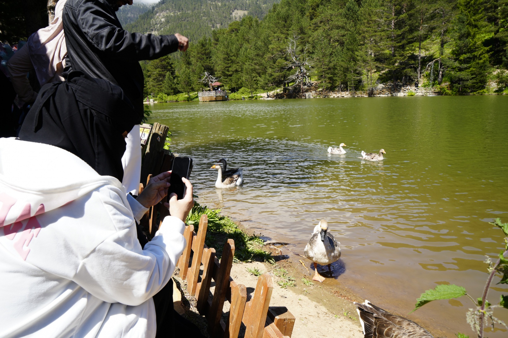 Zigana'nın serin sığınağı Limni Gölü ziyaretçilerini bekliyor 6