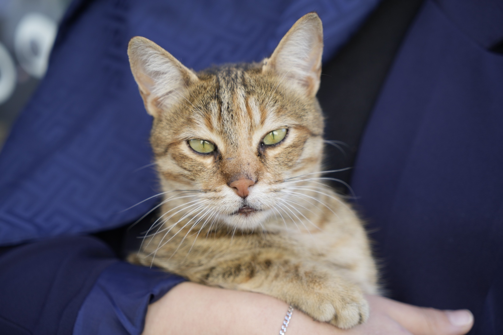 Gümüşhane'deki öğrenci yurdunun güvenlik kulübesi kedilere yurt oldu 2