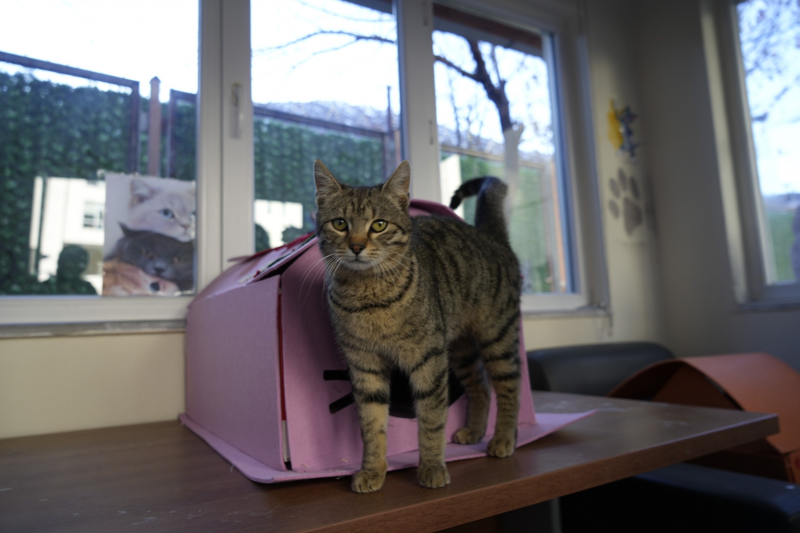 Gümüşhane'deki öğrenci yurdunun güvenlik kulübesi kedilere yurt oldu 1