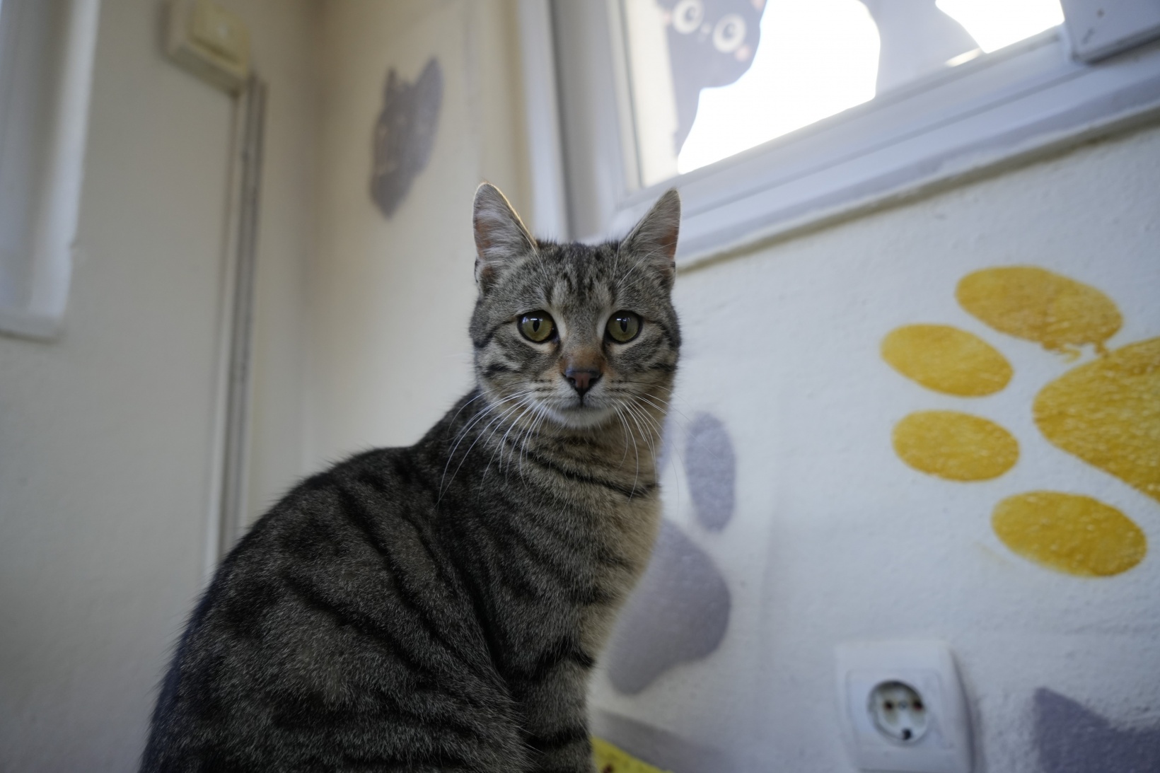 Gümüşhane'deki öğrenci yurdunun güvenlik kulübesi kedilere yurt oldu 8