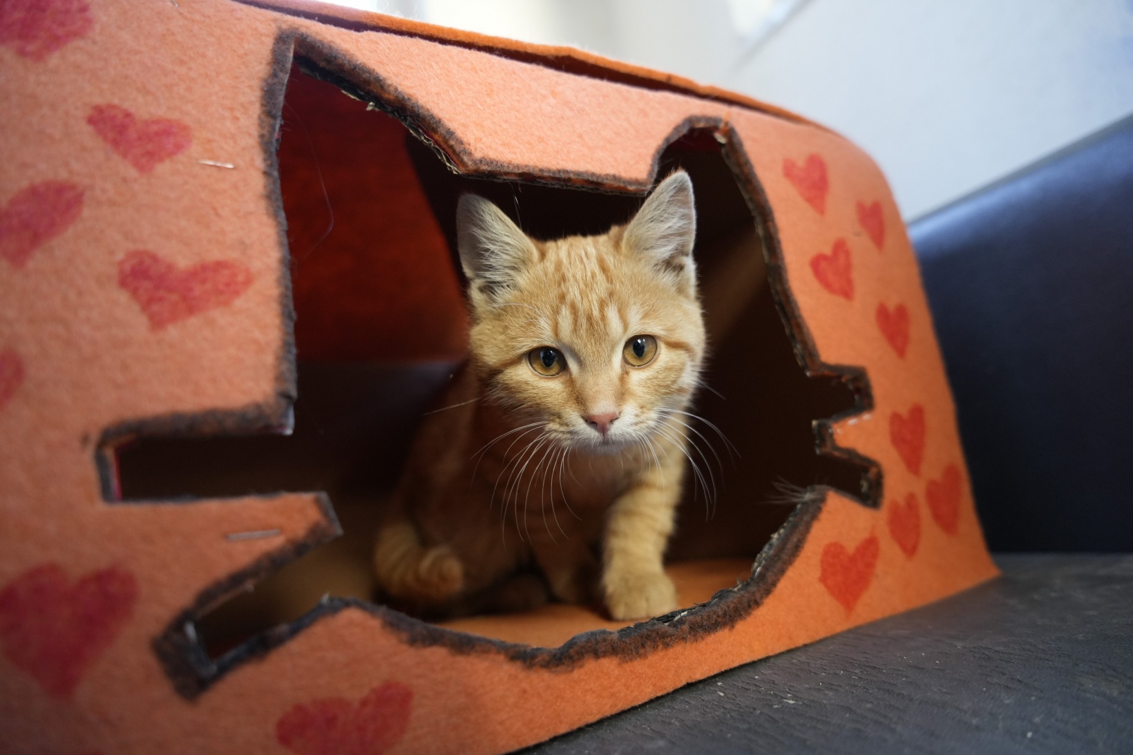 Gümüşhane'deki öğrenci yurdunun güvenlik kulübesi kedilere yurt oldu 9