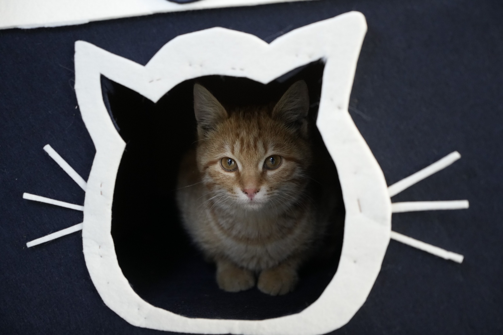 Gümüşhane'deki öğrenci yurdunun güvenlik kulübesi kedilere yurt oldu 7