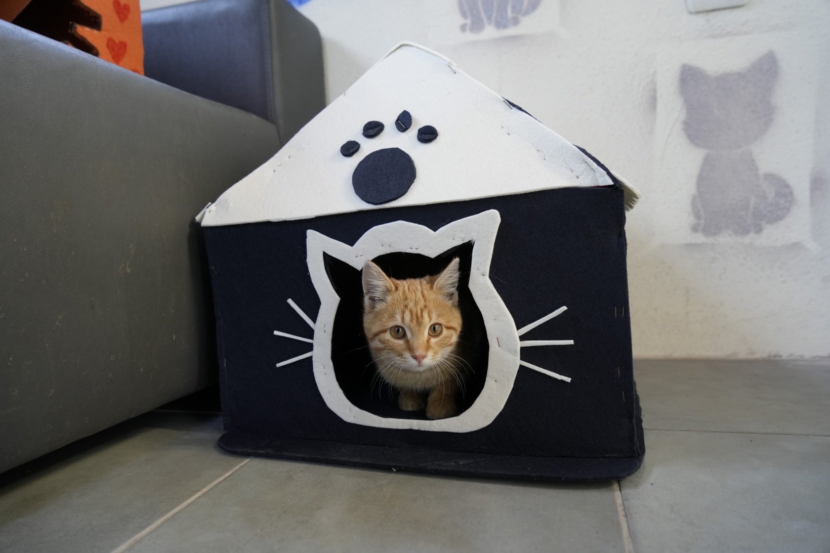 Gümüşhane'deki öğrenci yurdunun güvenlik kulübesi kedilere yurt oldu 5