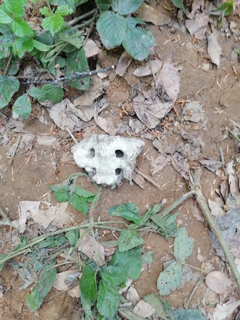 Köylüler ormanlık arazide ot toplarken insan kafatası ve elbiseler buldu 3