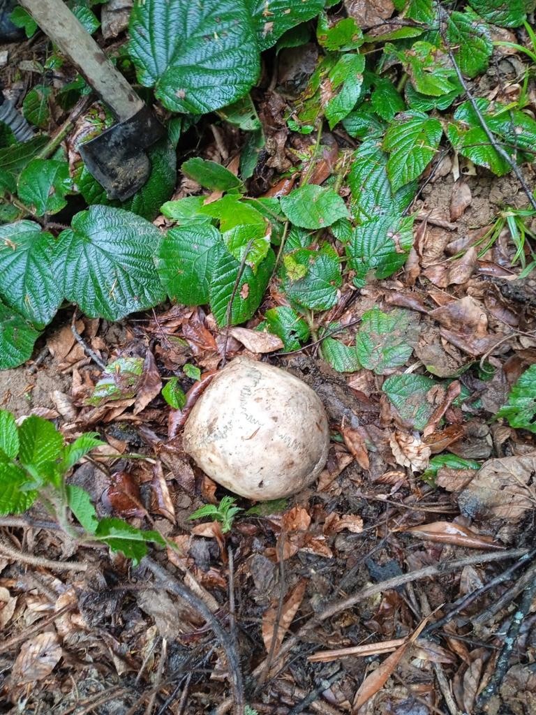 Köylüler ormanlık arazide ot toplarken insan kafatası ve elbiseler buldu 2