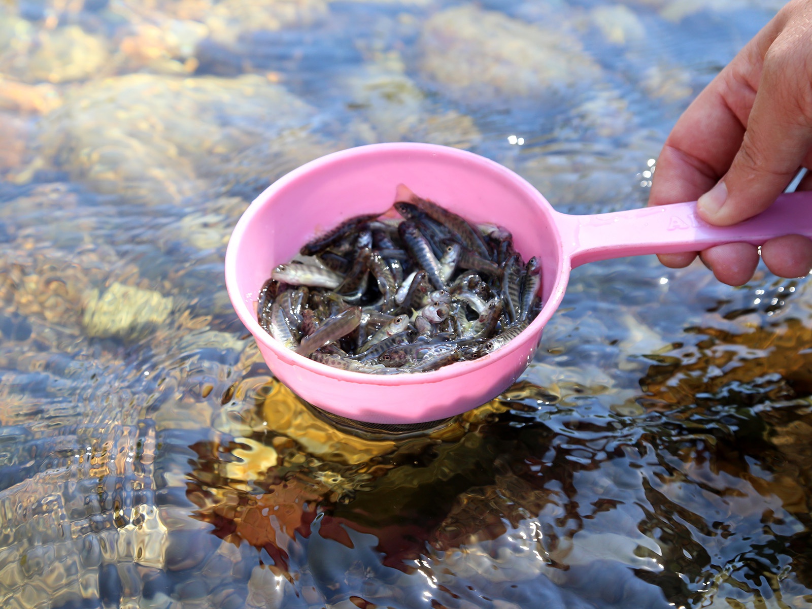 Torul’da derelere alabalık, doğaya keklik bırakıldı 2