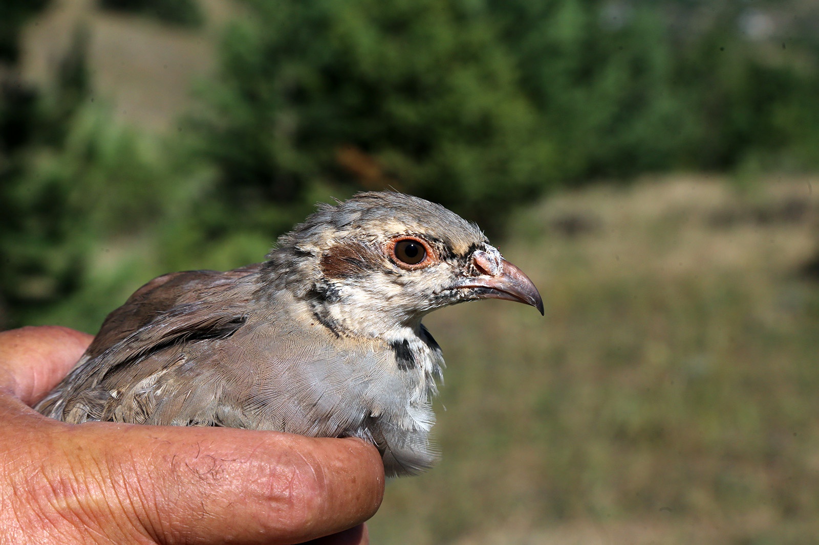 Torul’da derelere alabalık, doğaya keklik bırakıldı 1