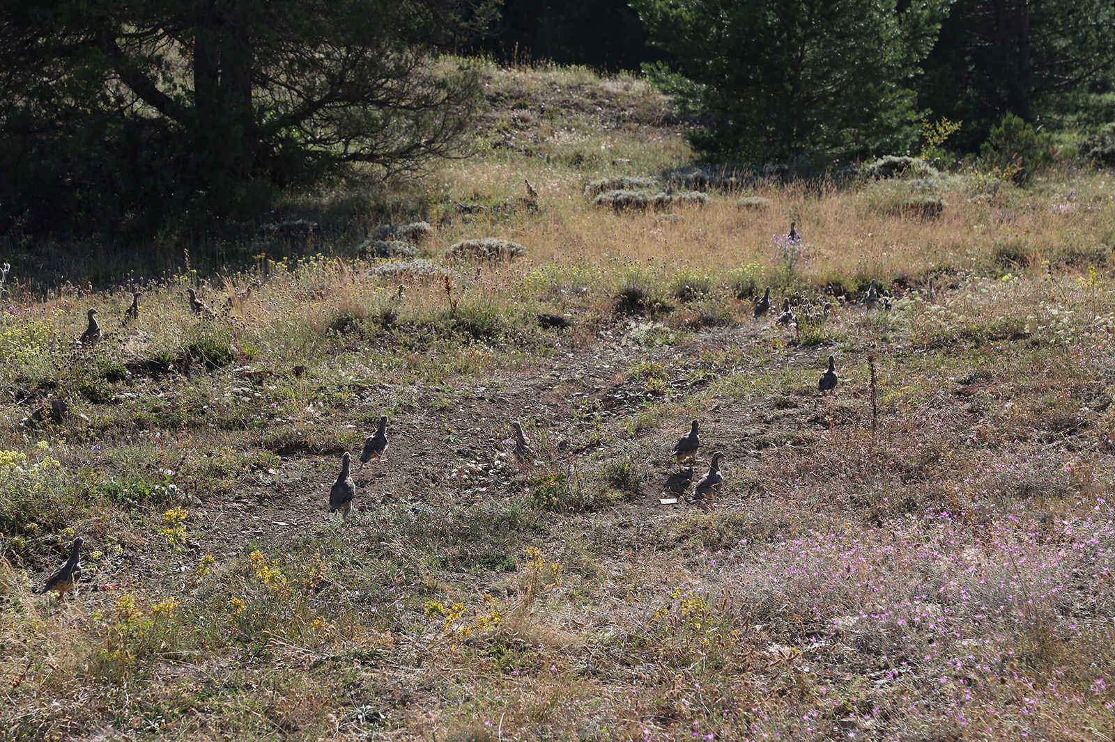 Torul’da derelere alabalık, doğaya keklik bırakıldı 5