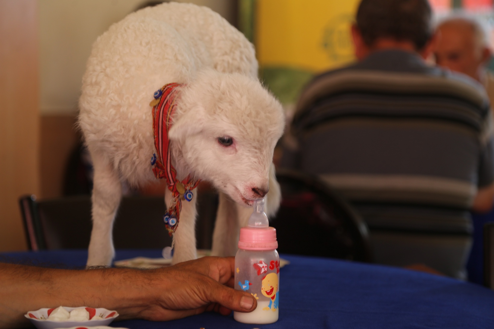 Bir çift ayakkabıyla takas ettiği kuzu yanından ayrılmıyor 2
