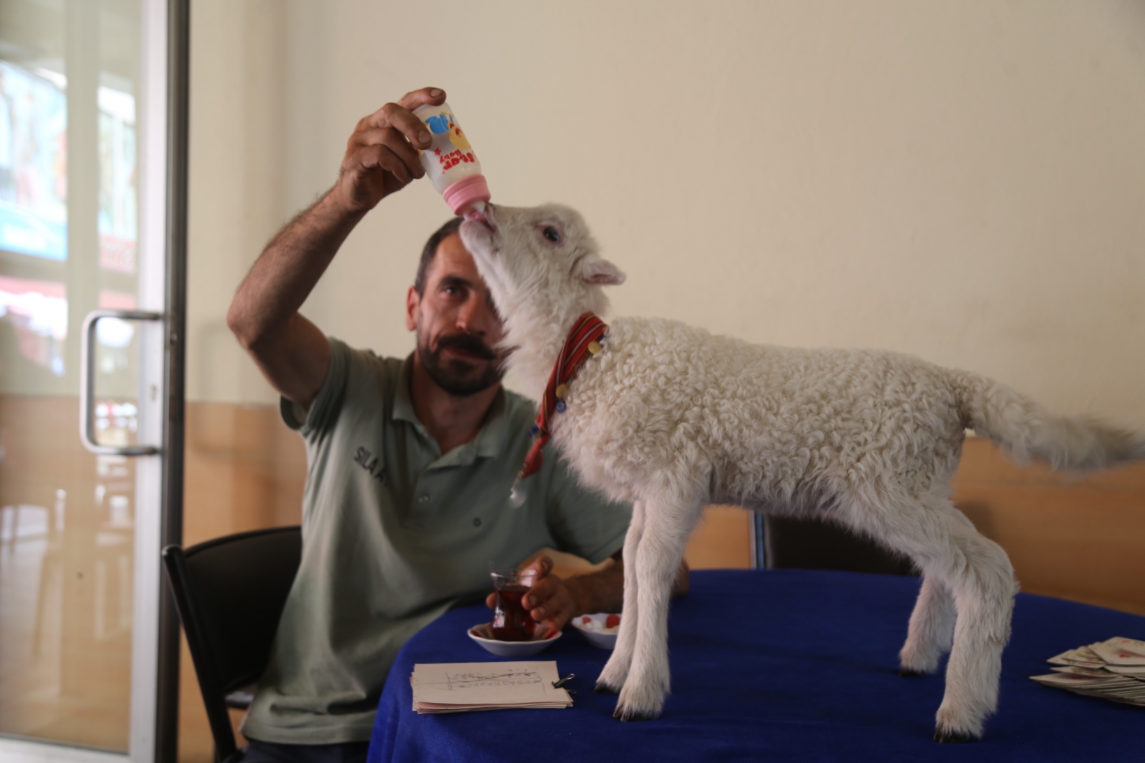 Bir çift ayakkabıyla takas ettiği kuzu yanından ayrılmıyor 3