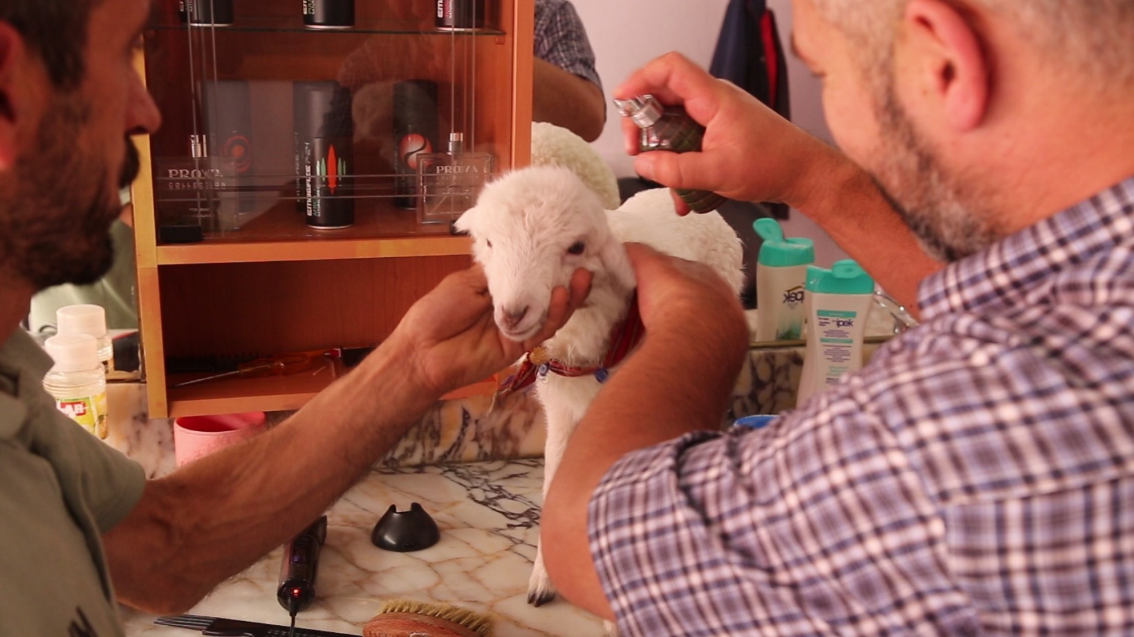 Bir çift ayakkabıyla takas ettiği kuzu yanından ayrılmıyor 4