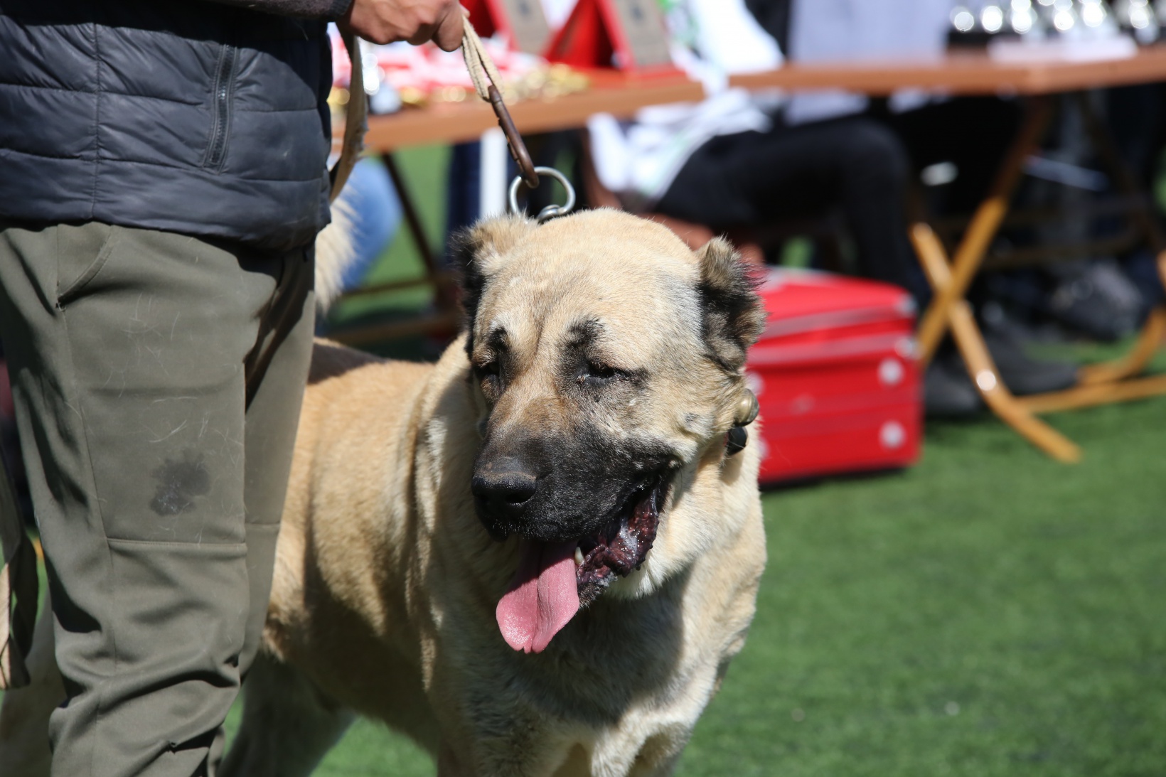 WAD Türkiye Yarışması Kelkit'te yapıldı 5
