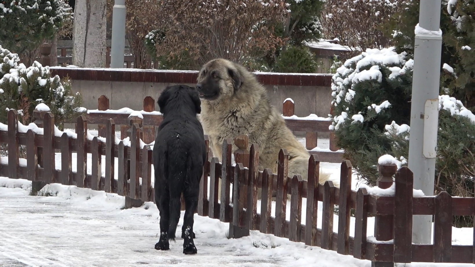 Gümüşhane kent merkezine yılın ilk karı Şubat’ta düştü  5