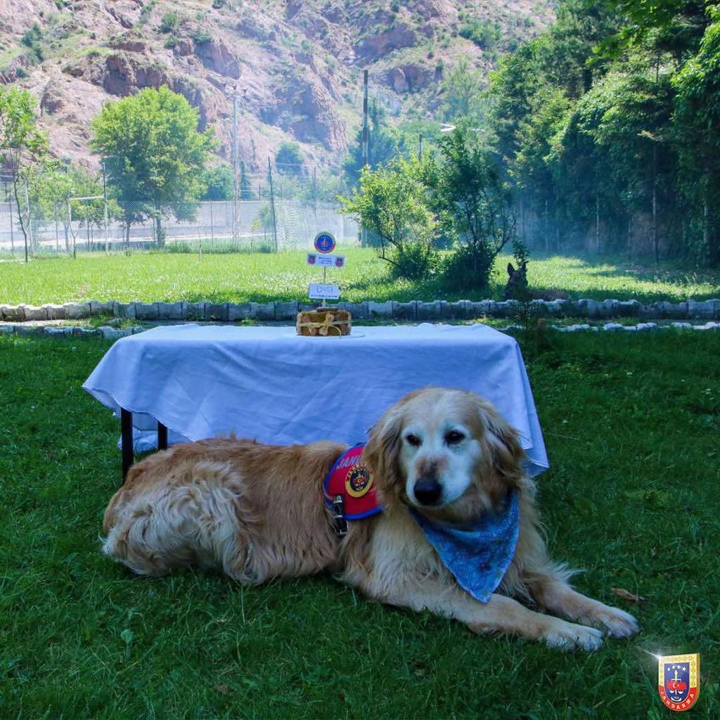 Uyuşturucu arama köpeği ‘Altın’ pasta kesilerek emekli edildi  1