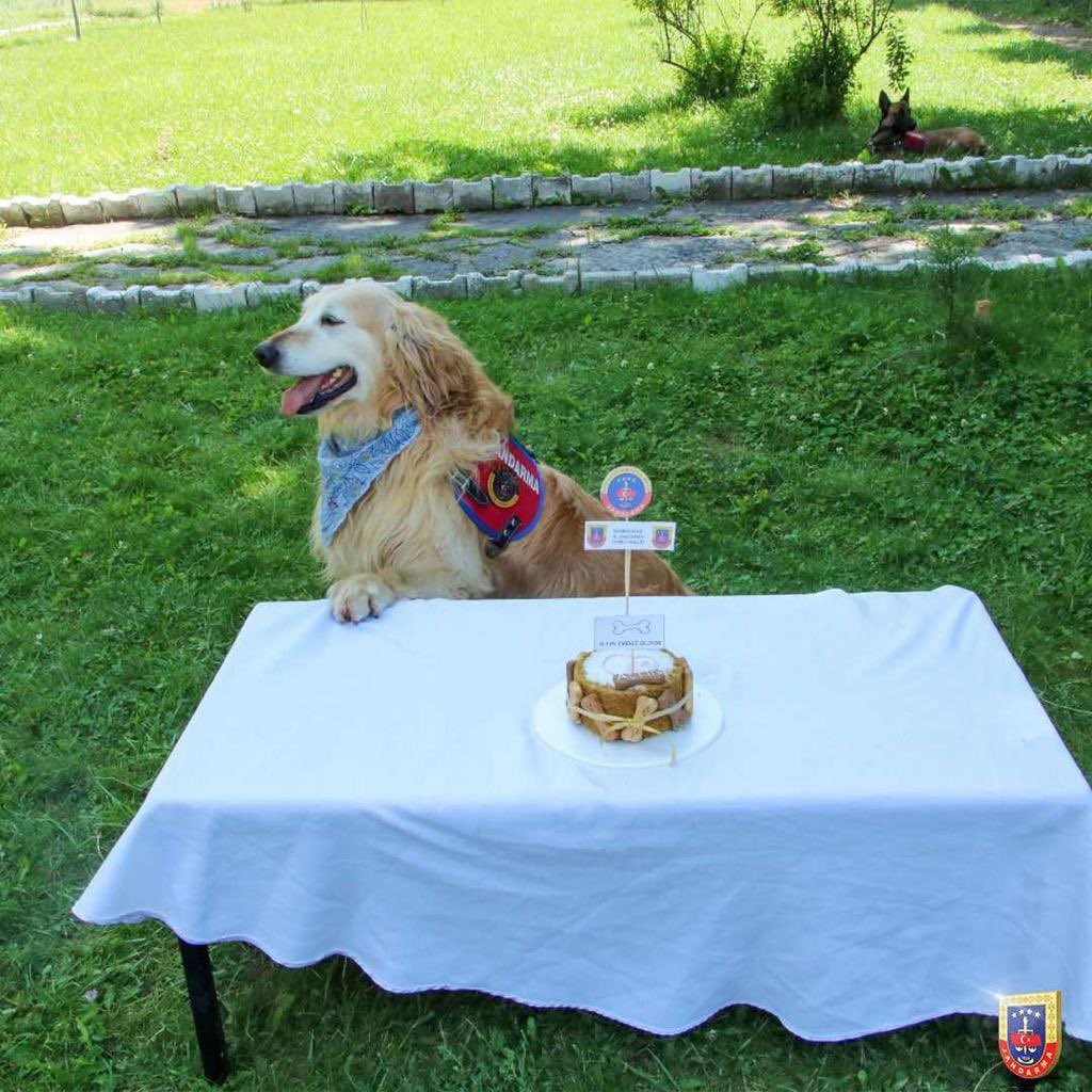 Uyuşturucu arama köpeği ‘Altın’ pasta kesilerek emekli edildi  11