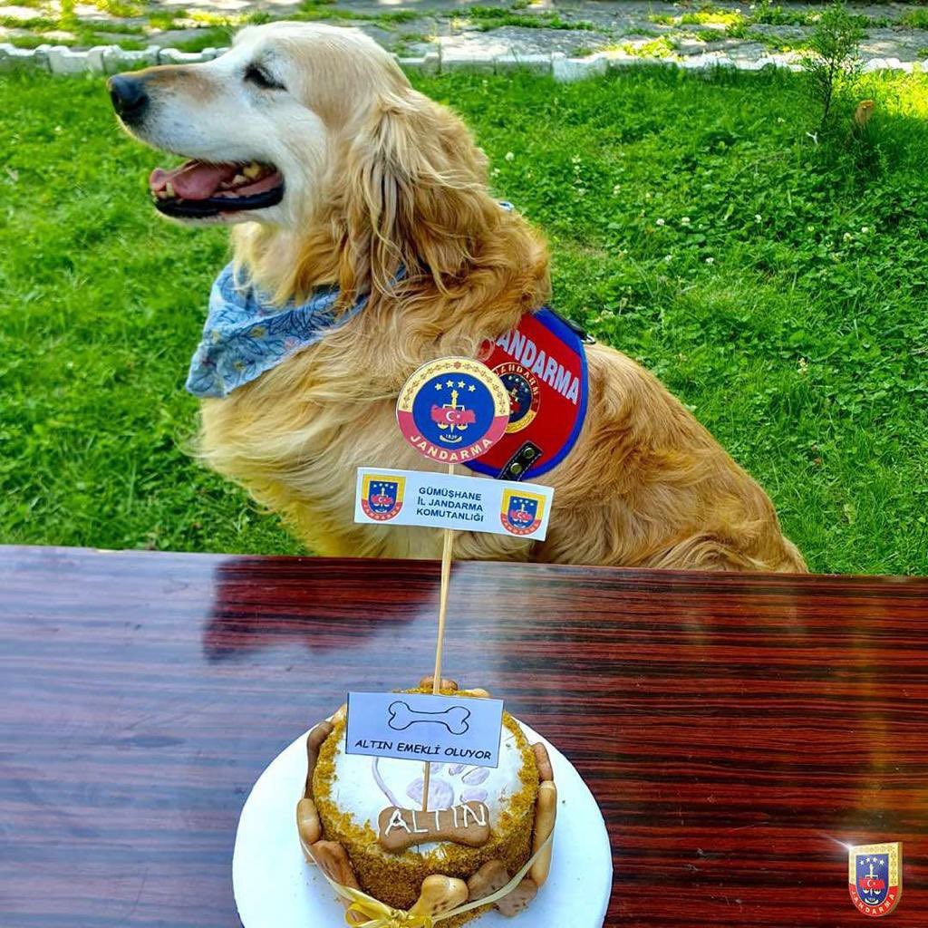 Uyuşturucu arama köpeği ‘Altın’ pasta kesilerek emekli edildi  15