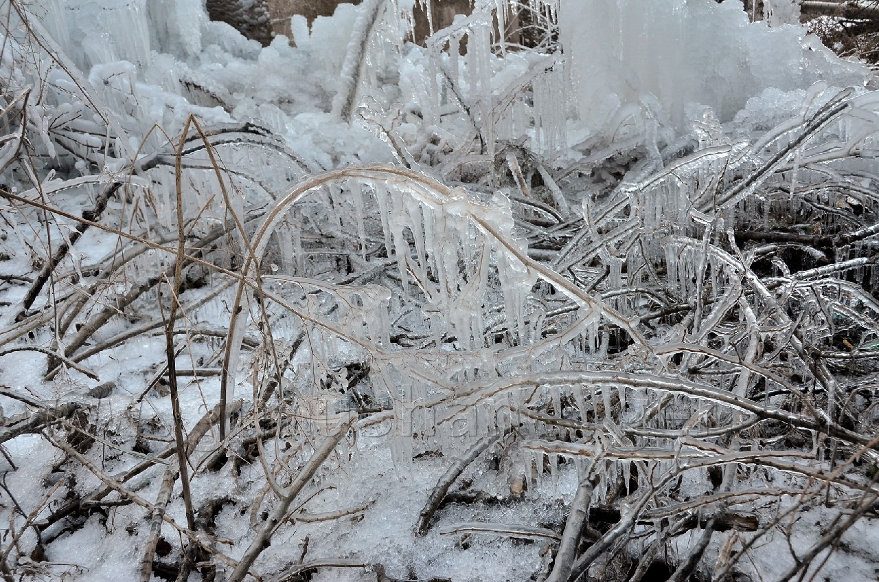 Ağaçlar Buz Açtı 1