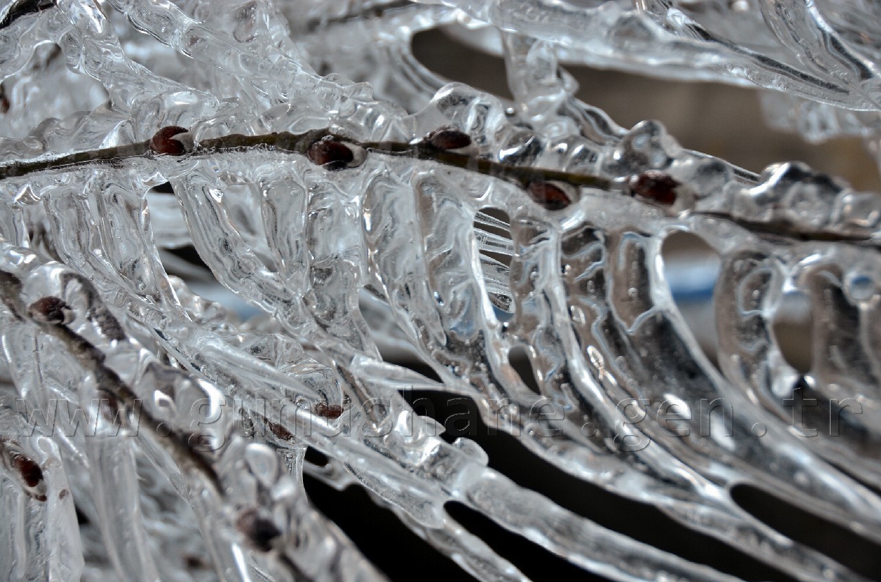 Ağaçlar Buz Açtı 2