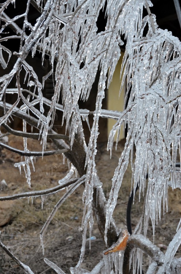 Ağaçlar Buz Açtı 3