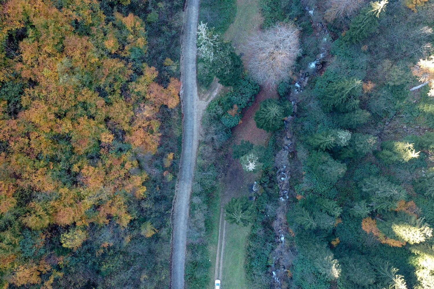 Örümcek Ormanlarında renk cümbüşü 38