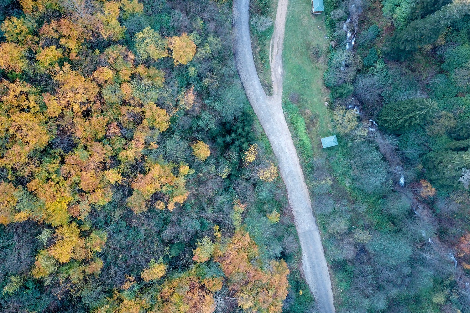 Örümcek Ormanlarında renk cümbüşü 41